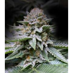 Экспресс Fire OG, Фасовка: 5